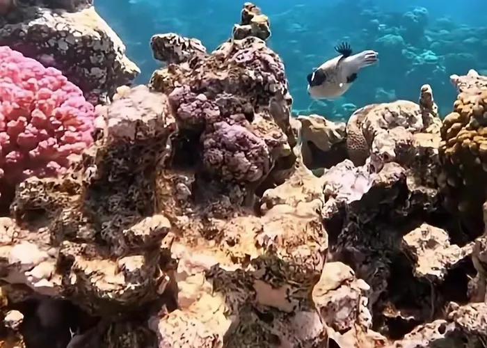 Coral Sultan 3 Private Üdülőközpont