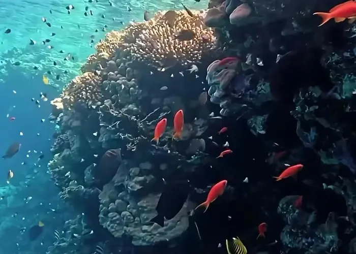 Coral Sultan 3 Private Üdülőközpont *