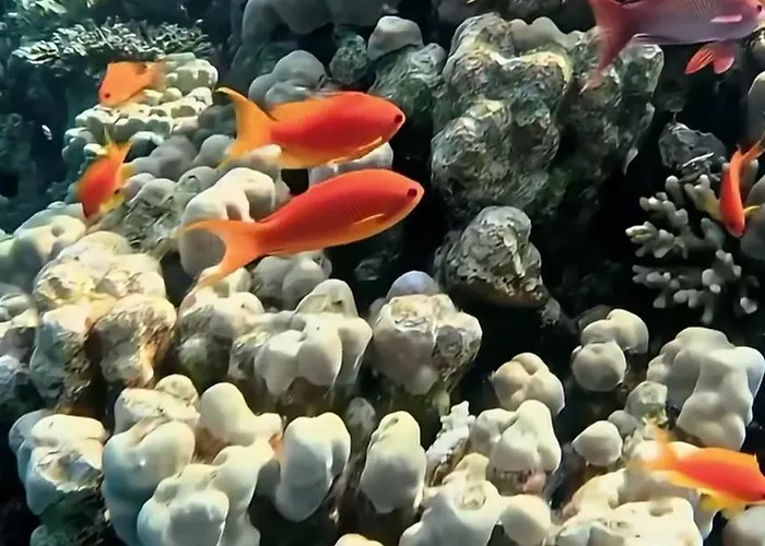 Üdülőközpont Coral Sultan 3 Private *