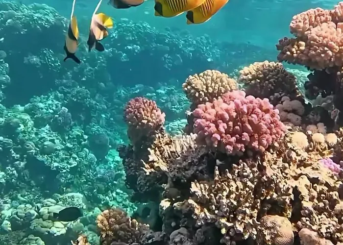 Coral Sultan 3 Private * Sarm es-Sejk
