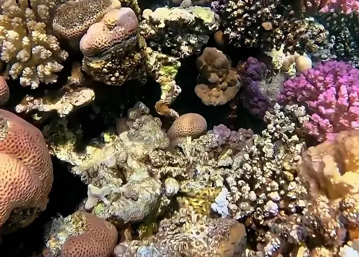 Coral Sultan 3 Private